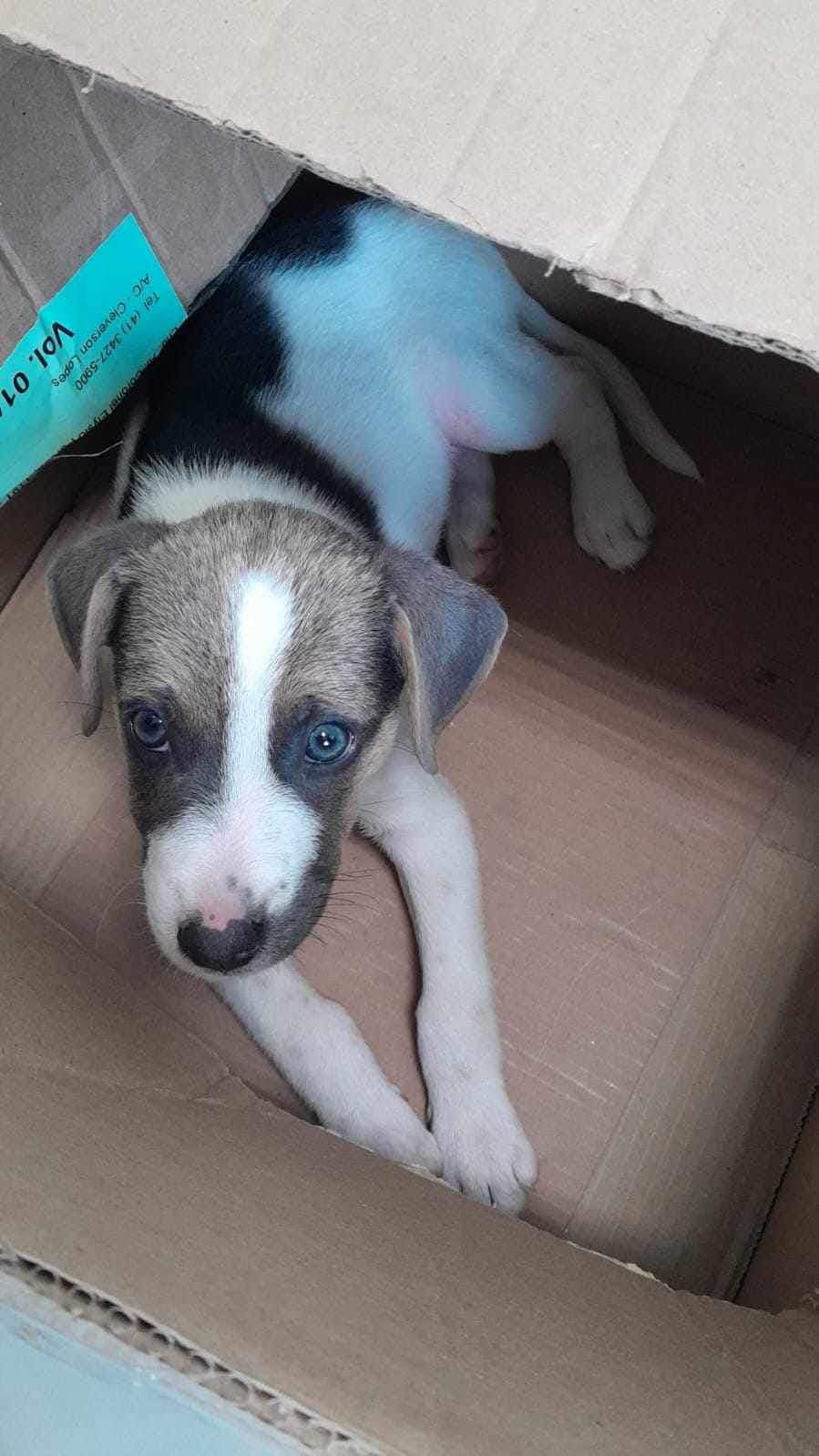 ONG em defesa dos animais de rua enfrenta risco de fechamento por falta de verba, em Paranaguá