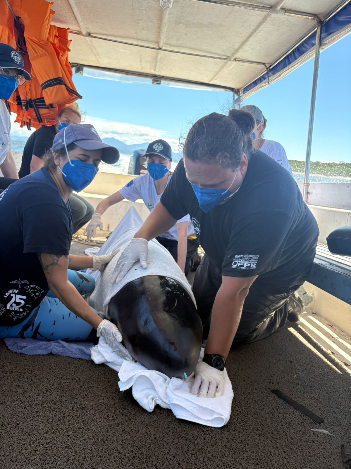 Cachalote-anão resgatado na Ilha do Mel não resiste aos ferimentos e morre