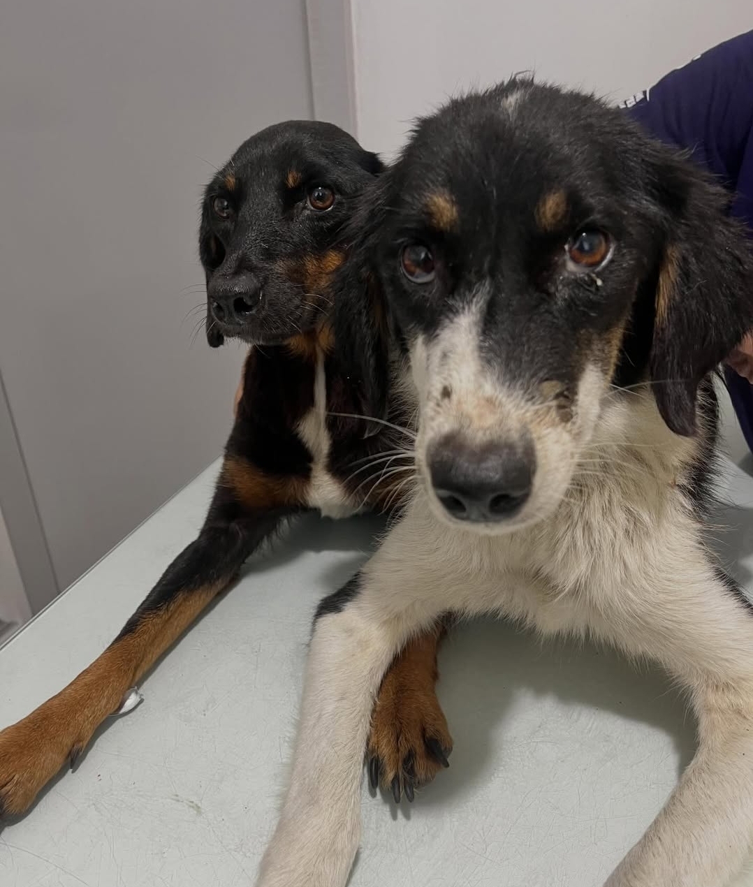 População de Paranaguá se une em favor de instituição de proteção animal