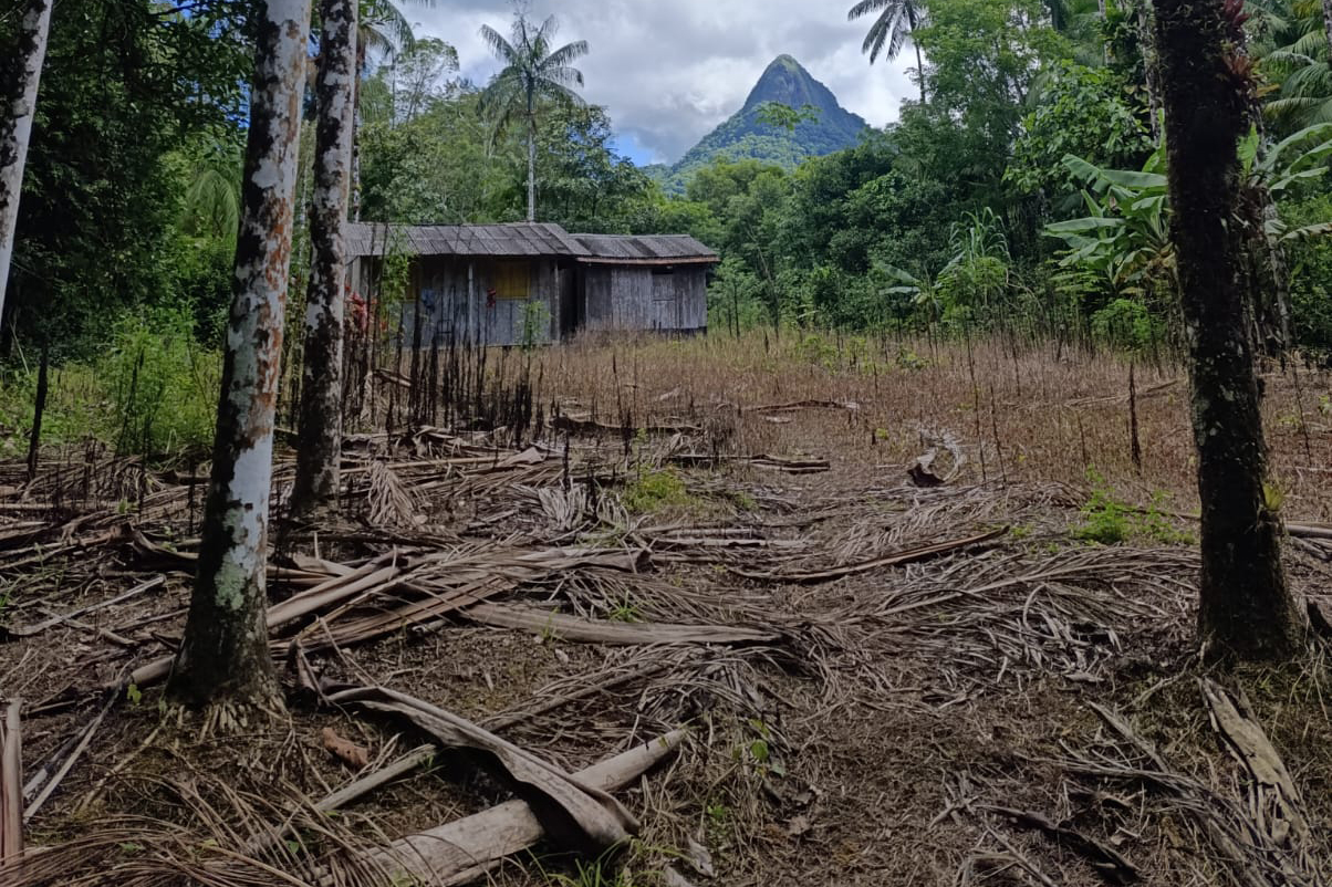 Operação policial desmantela estruturas ilegais em área de proteção ambiental, no Litoral