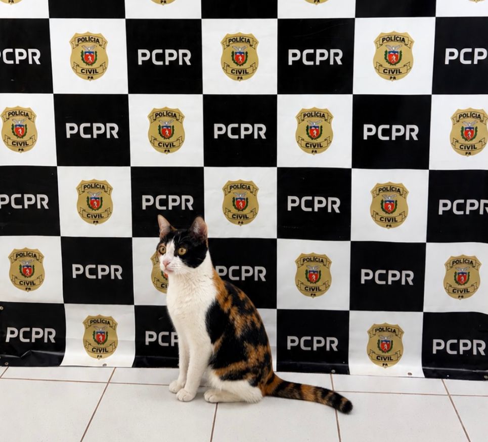 Em Cascavel, polícia resgata gato que serve como suporte emocional após suposto furto