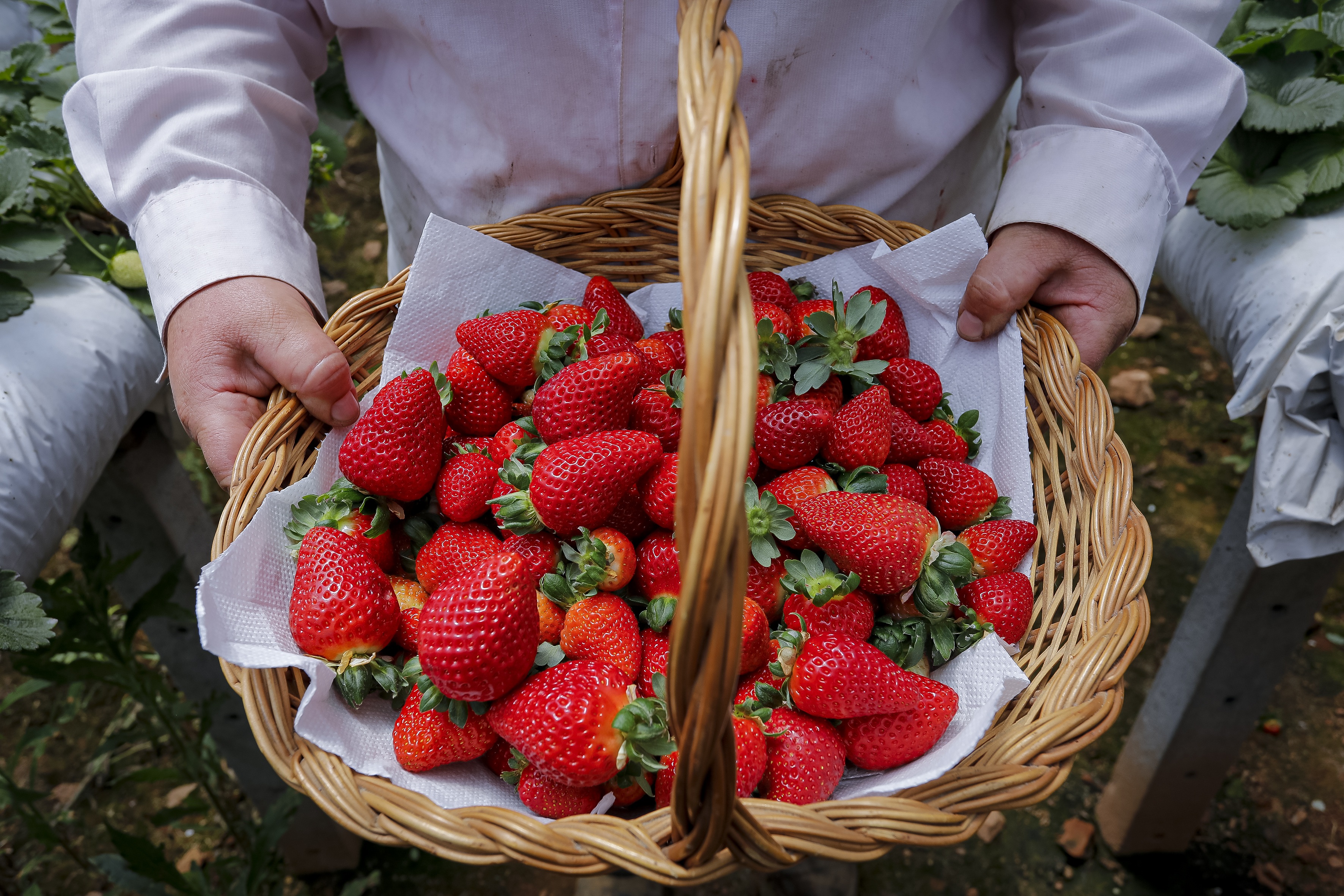 Feira de Sabores das Colônias começa nesta quinta (4), em Araucária