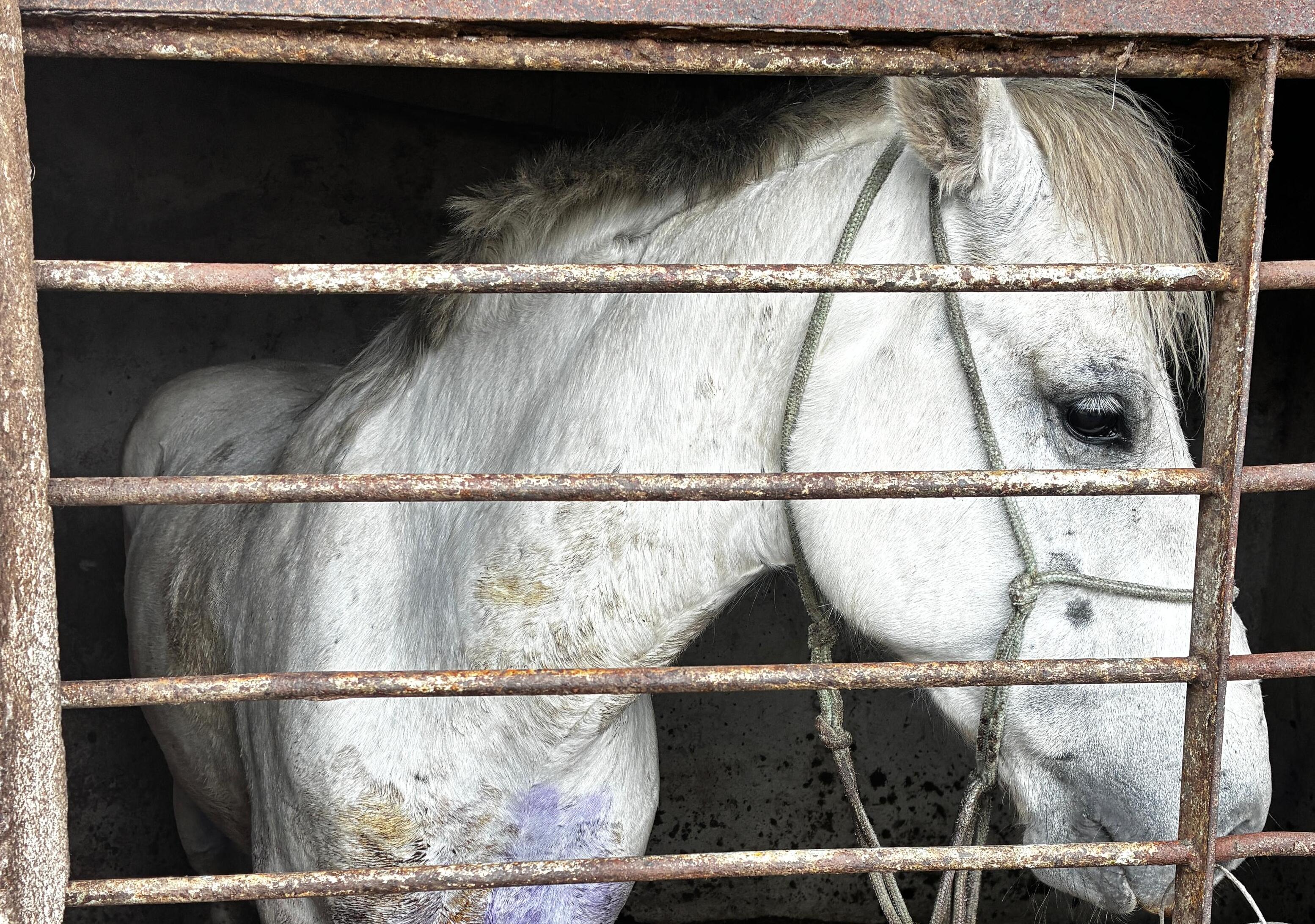Cavalo é resgatado de maus-tratos em Pinhais; tutor foi preso em flagrante