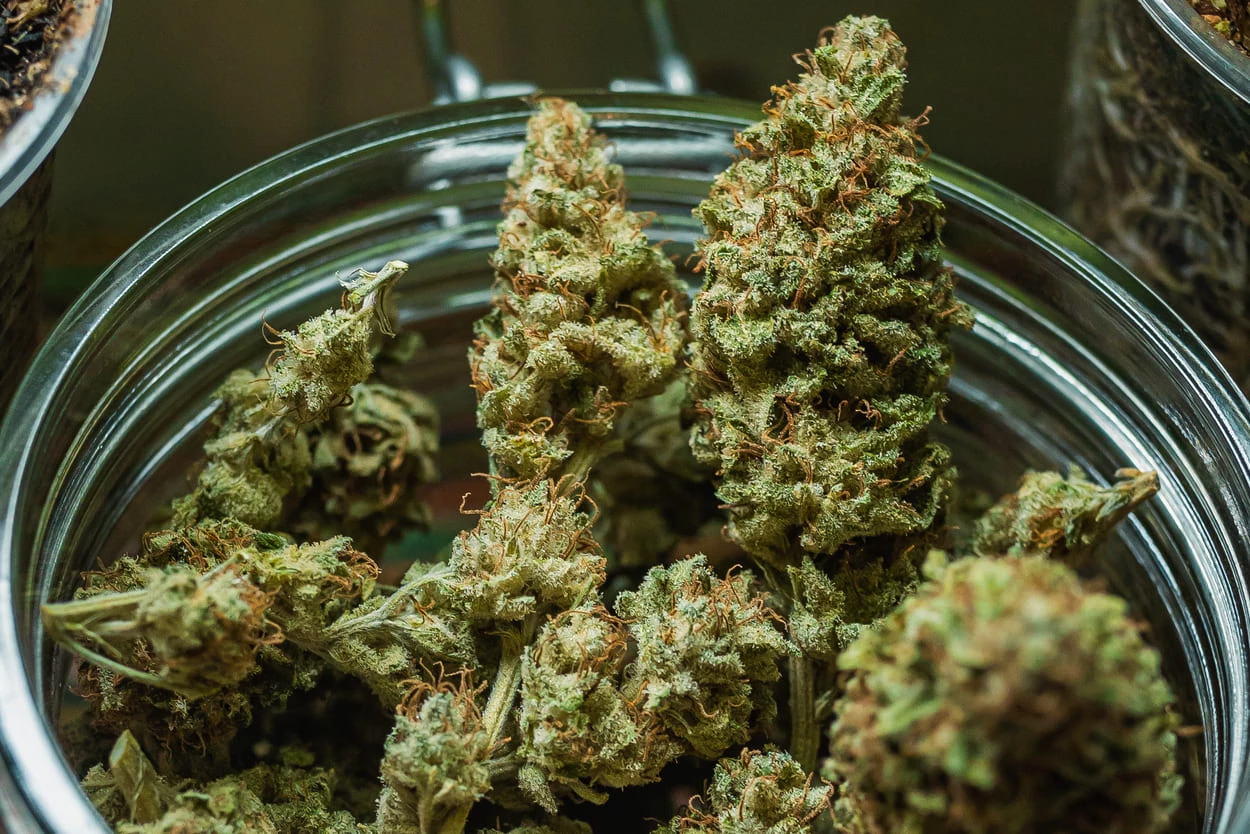 UNILA inicia estudo de 20 anos para investigar prevenção do Alzheimer com cannabis