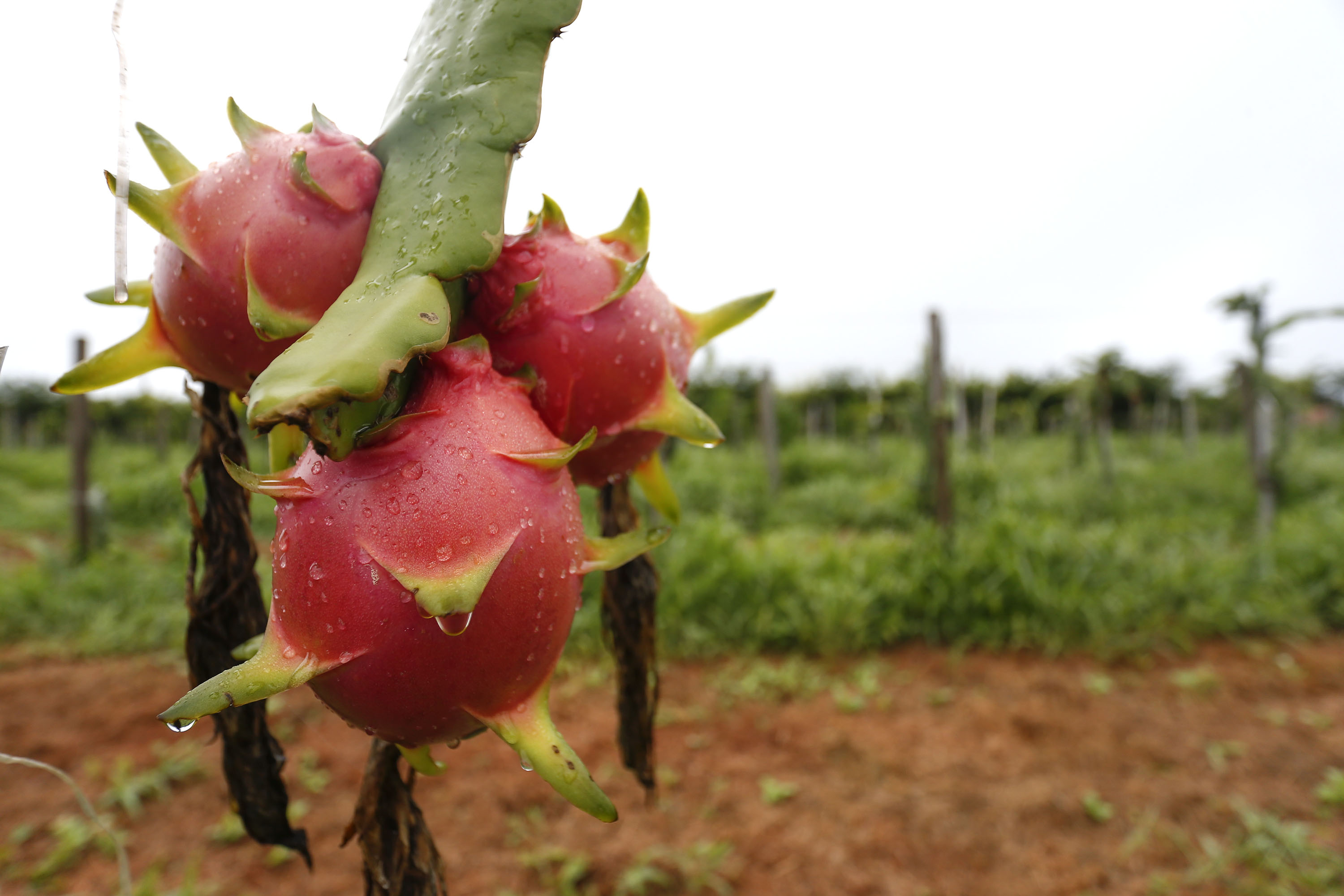 Prefeitura de Foz pagou quase cinco vezes mais por pitaya da merenda escolar